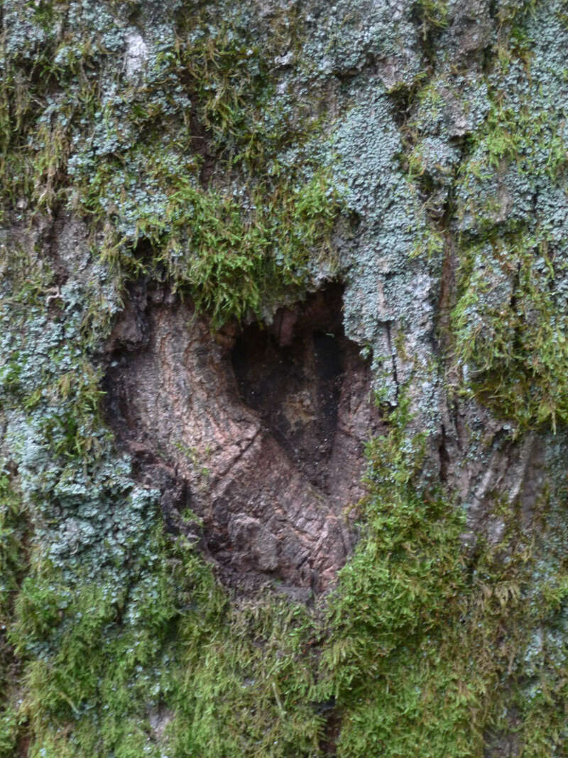 coeur_arbre1