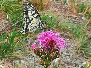 img_20190721_134258b-297x300