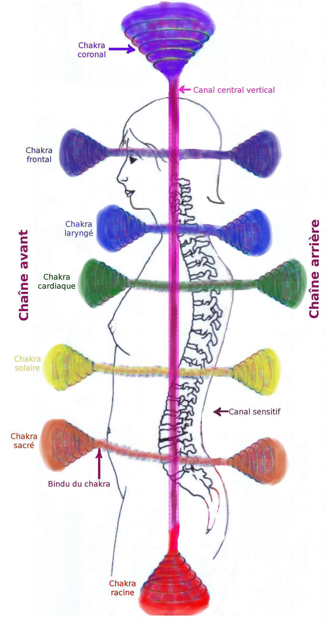 Chakras : structures, rôles, organes