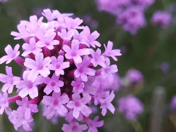 Karmas et inconscient collectif