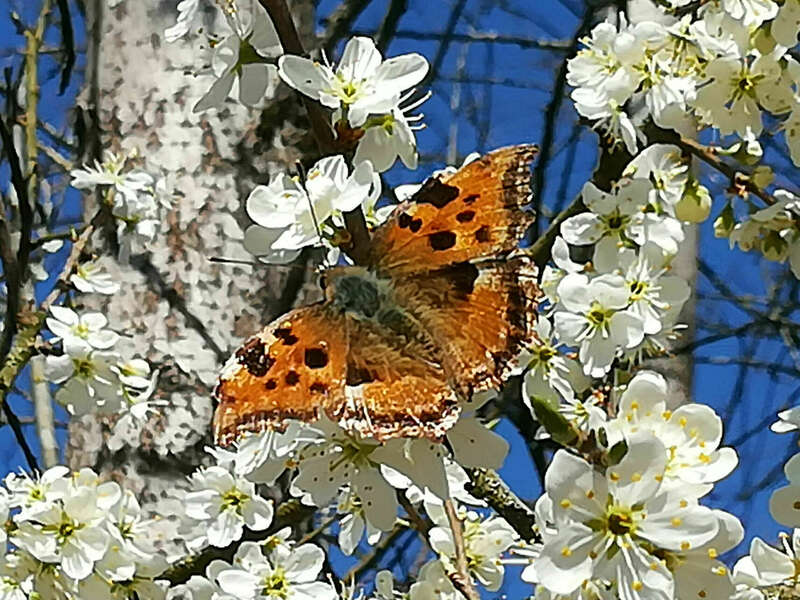 img_20190411_151733b