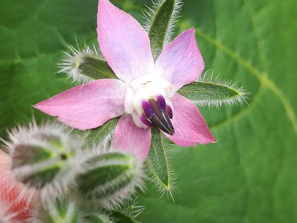 Guerre de la Lyre et origine humaine