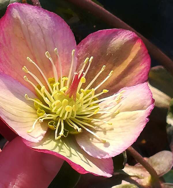 Races racines et origines galactiques des humains