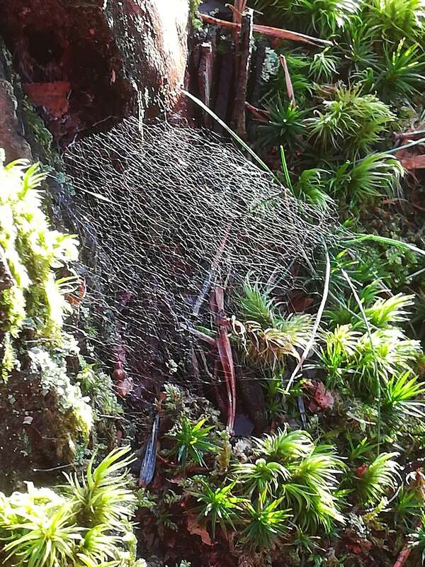 Matrice Fantôme et siphonage d'énergie vivante