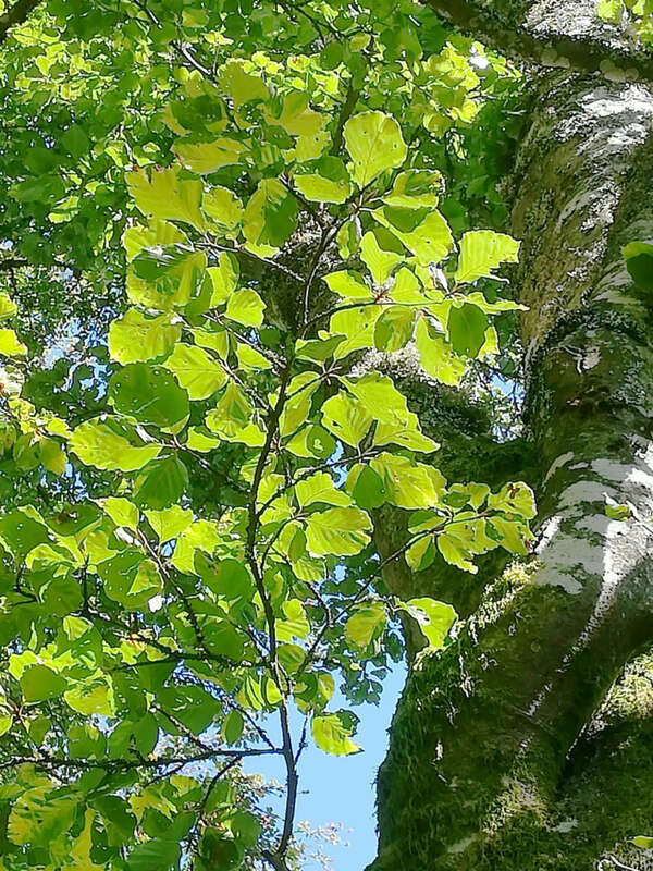Incarnation et choix des ancêtres