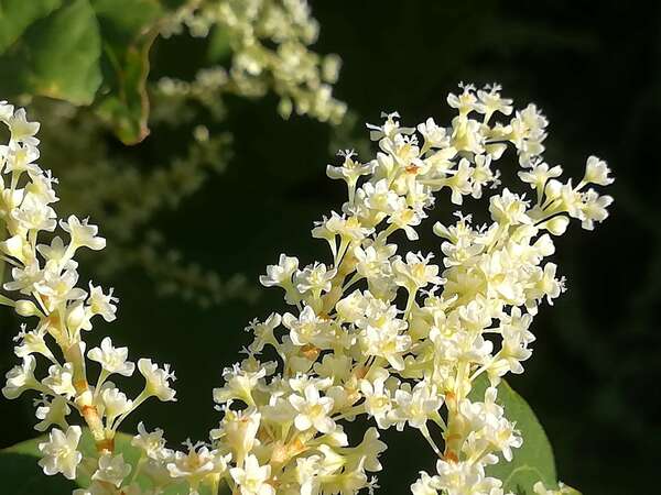 Incarnation et sentiment de séparation du divin