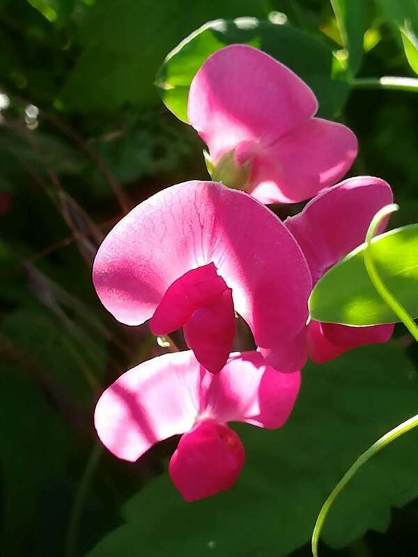 Karma et handicaps, maladies génétiques...