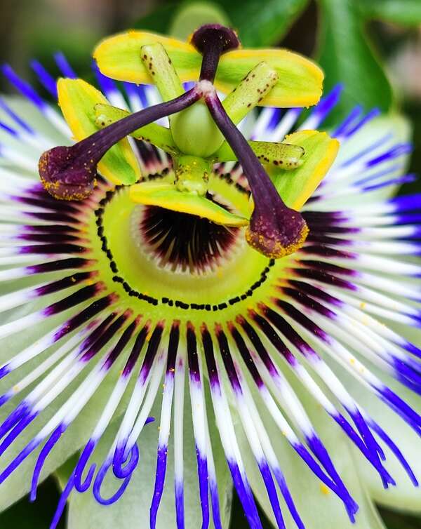 ADN:projection de conscience et réalité incarnée