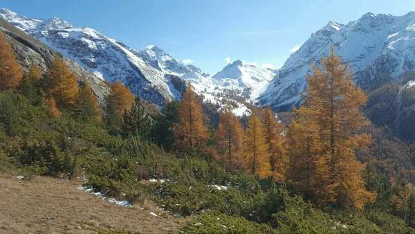 Champ morphogénétique et la Terre