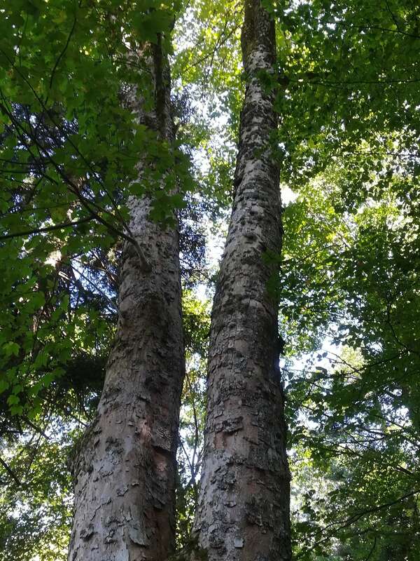 Jumeaux et liens d'âme