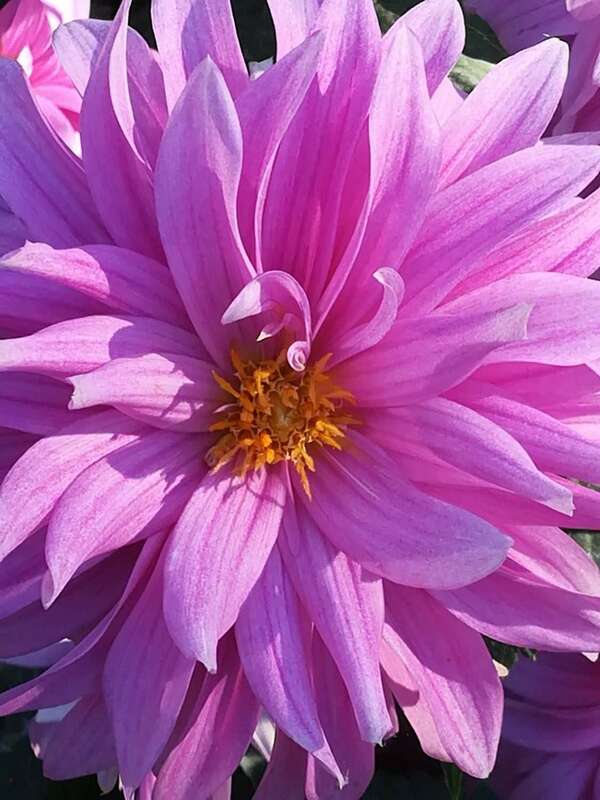 Âme, libre arbitre et destin