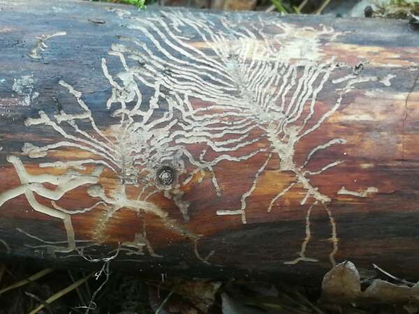 Âme et souffrance : pourquoi souffrons-nous?