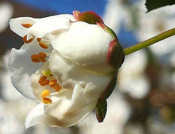Scénario de naissance