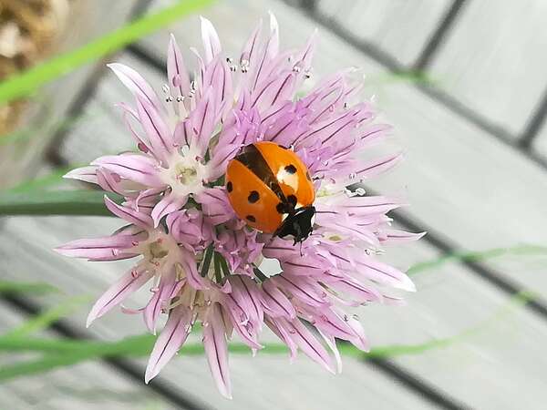Argent, abondance et mémoires karmiques