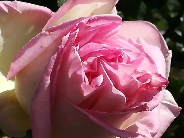 Karma et loi de causalité