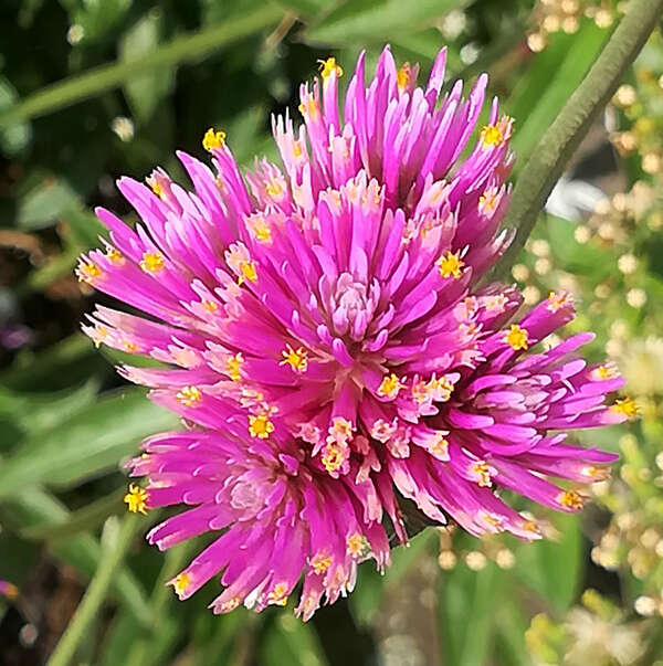 Unité et principe du miroir