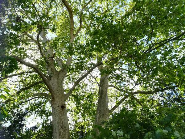 Mémoire cellulaire et transgénérationnel