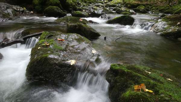 Inconscient collectif, champ morphogénétique et épidémies