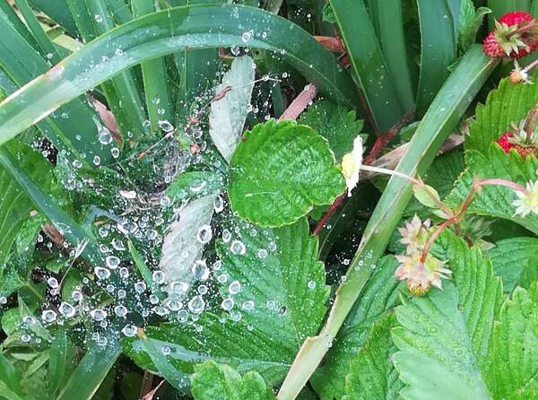 Karma et matrice terrestre