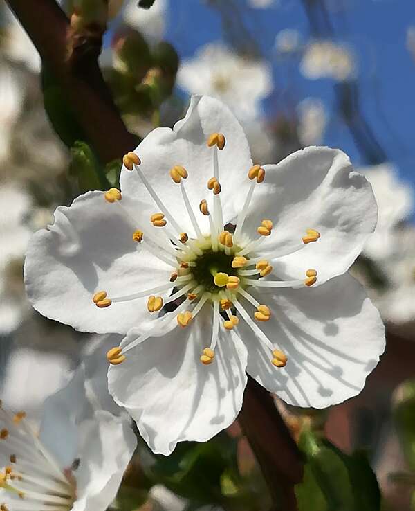 Fréquence dénaturée 440hz