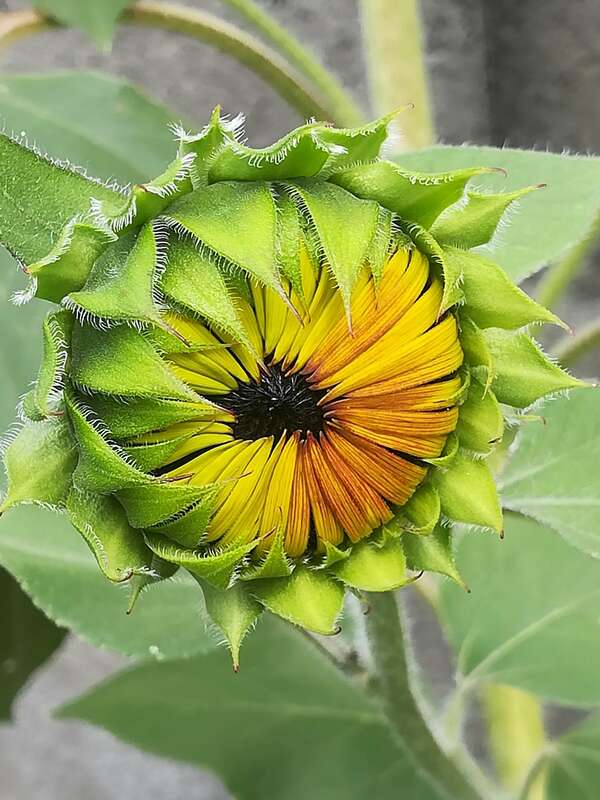 Mémoires cellulaires et épidémie