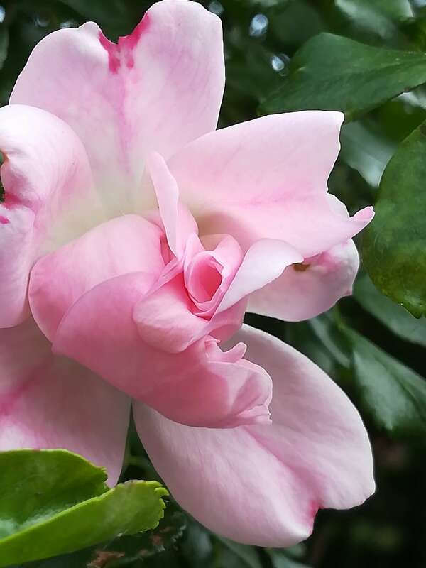 Mémoires cellulaires et sexualité