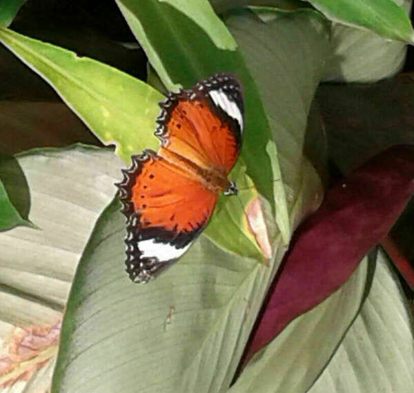 Mémoires cellulaires et libre arbitre