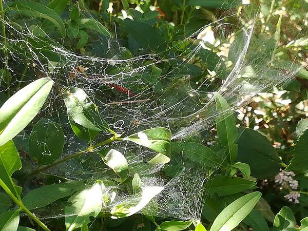 Epidémie et liberté intérieure 