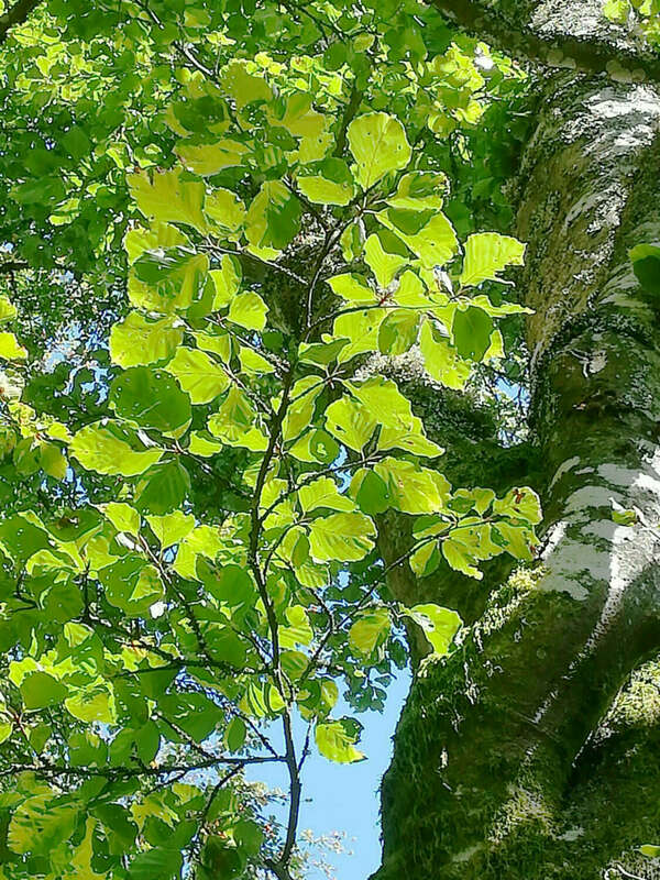 Elohim et Ordre d'Emeraude