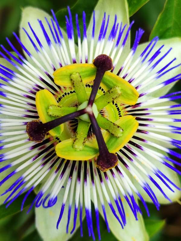 ADN Christos à 12 brins 