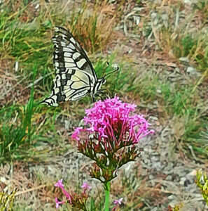 img_20190721_134258b-297x300