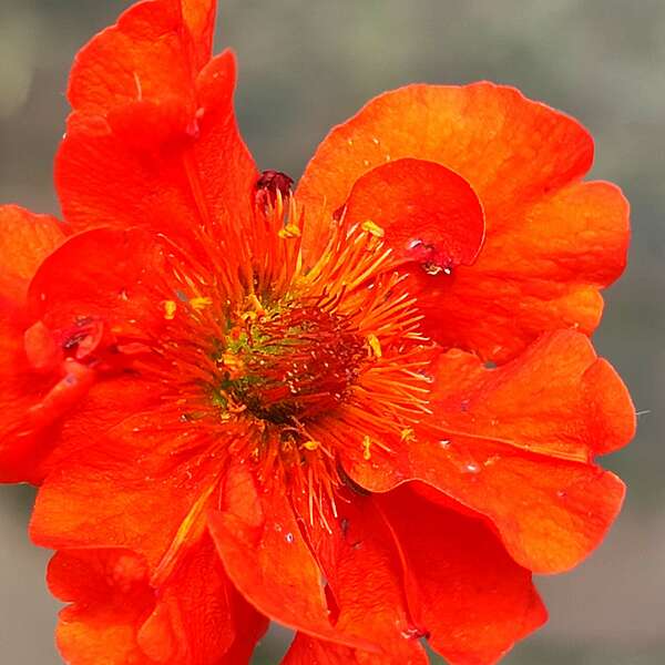 Religions et plan des Déchus