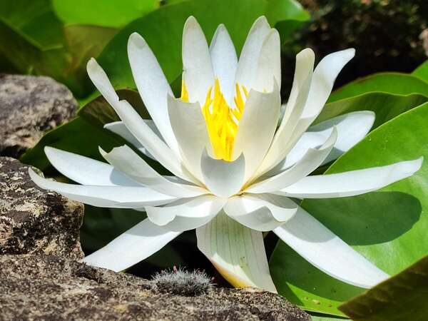 les Phims-générateurs de plasma