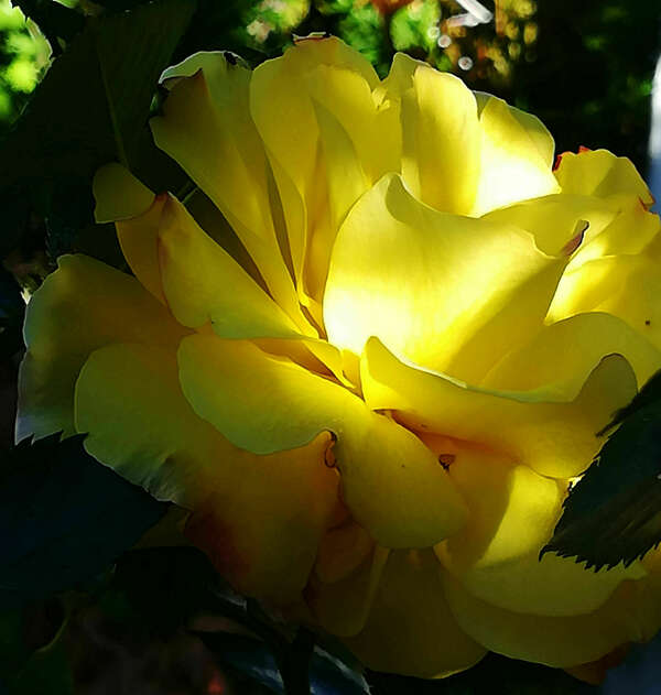 FÉDÉRATION GALACTIQUE-COMMANDANT ASHTAR 