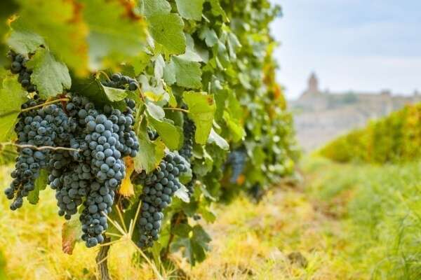 Secteur viticole : quelques nouveautés à connaître