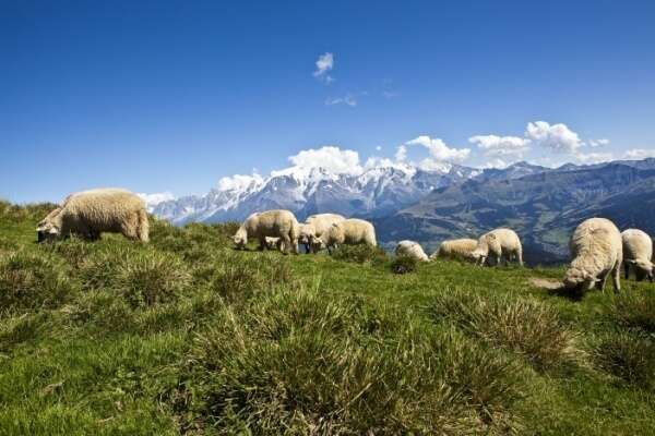 Aides contre la prédation : un calendrier à ne pas manquer