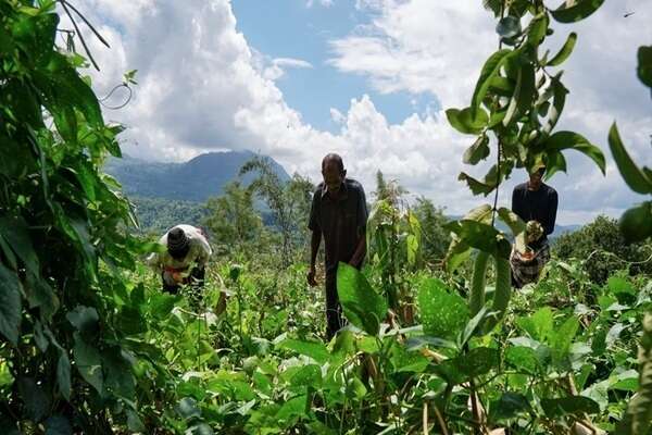 Exploitants agricoles ultramarins : évolution de l’exonération des cotisations sociales