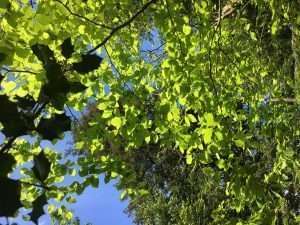 WEEK-END  NATURE & BIEN-ÊTRE à Vertou « La Récolte » 3-4-5 Août