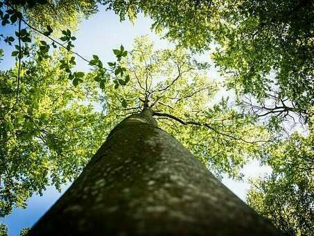 tree-1911210__34020220727-175978-19zksbe