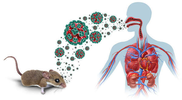 Risque infectieux : la France mobilisée après des cas de hantavirus liés au MV Hondius