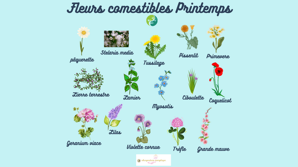 Fleurs comestibles de Printemps