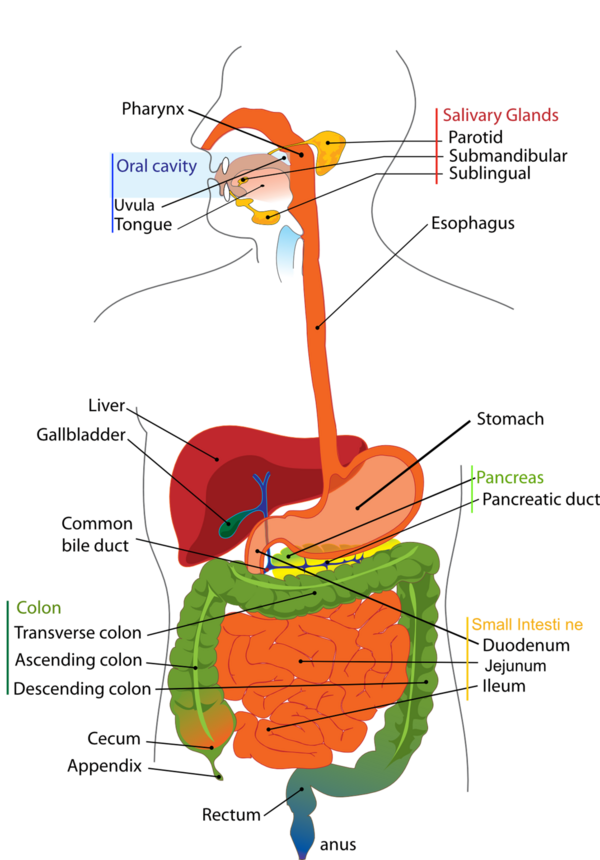 Ostéopathie et douleurs d'estomac