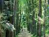 Soins en foret