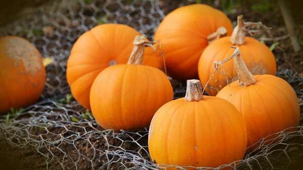 Les fibres et les mici - Octobre 2017