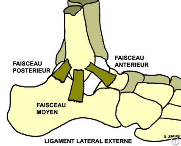 L’entorse de cheville : quels exercices pour l’éviter et comment bien réagir ?