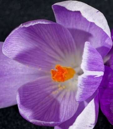 VAE : Transformer votre expérience en diplôme, en toute sérénité