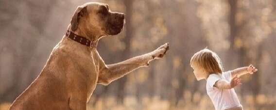 Magnétisme Enfants et Animaux