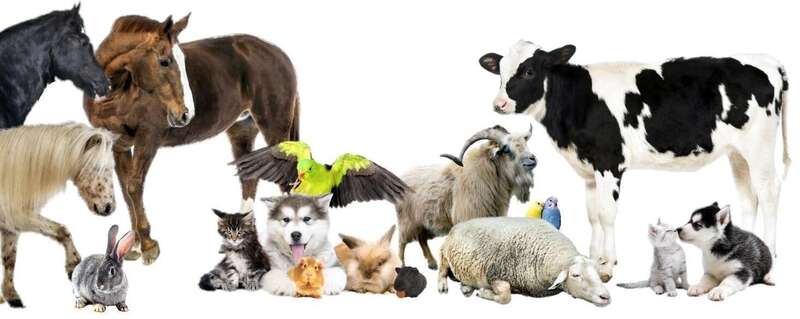 Groupe de développement personnel et énergétique