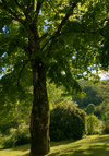 nature paisible pour un basculement personnel