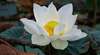 Reiki-fleur de lotus